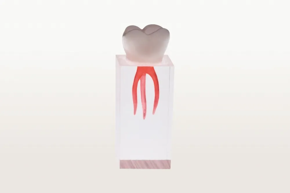 Endodoncia multirradicular